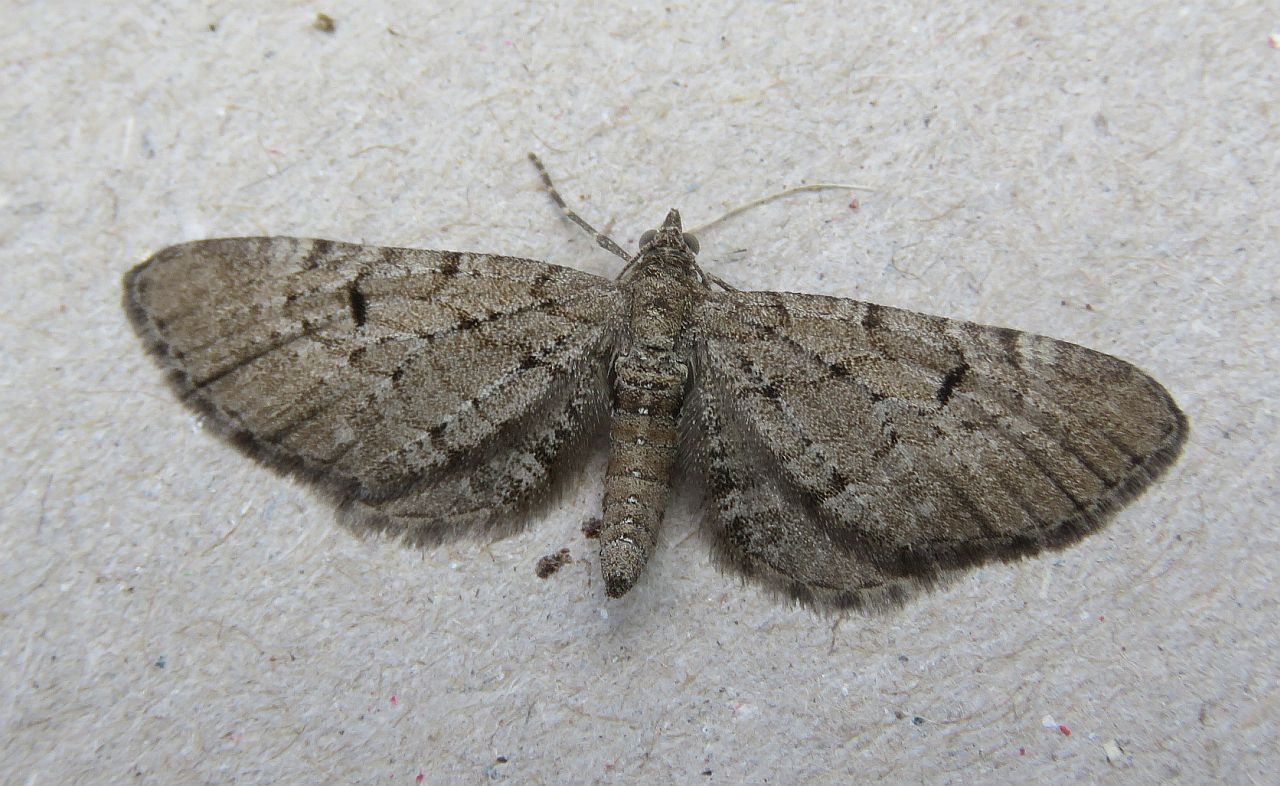 Freyer's pug  